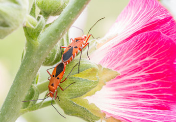 Mating of insects; red cotton bug, cotton stainer (Dysdercus cin