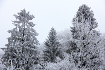 Sapin dans le froid, neige et givre