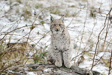 Naklejka premium Luchs im Winter
