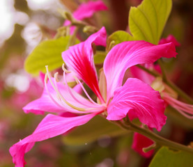 Pink flower ,Chongkho with green leaf background.