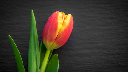 Tulip on Black Background