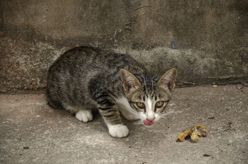 Naklejka na ściany i meble Domestic thai cat eating food on floor