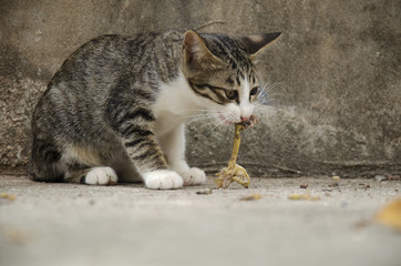 Naklejka na ściany i meble Domestic thai cat eating food on floor