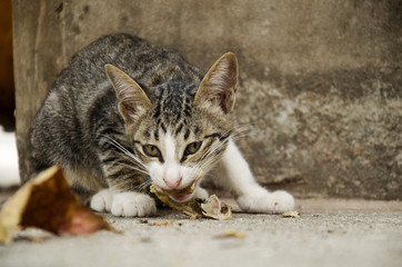 Domestic thai cat eating food on floor