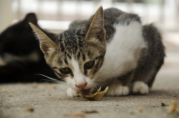 Domestic thai cat eating food on floor