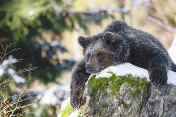 Jungbär Spielpause