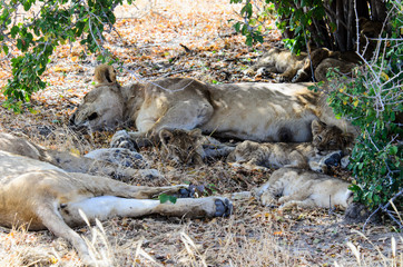 Sleepy lion family in the heat of the day