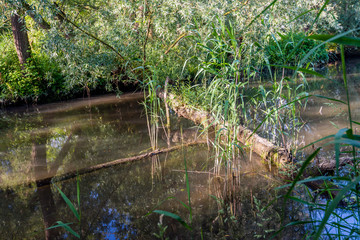 Tree trunk and branch fallen in the creek