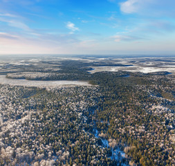 Forest of plain in winter