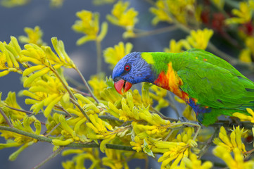 Parrot in Botanic garden.