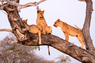 Young lions in a tree