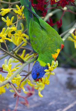 Parrot in Botanic garden.