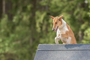 Smooth collie climbs over an a-frame in agility competition