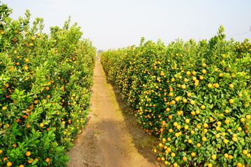 Obraz premium Growing Tangerines at Hanoi
