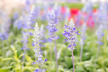 Naklejka premium Lavender bushes in flower garden