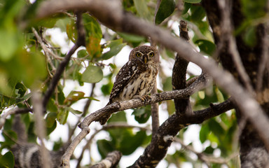 pearl spotted owlet hiding in a tree