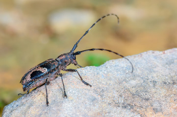 Long-horned Beetles(Cerambycidae), beautiful insect in deep forest,Thailand