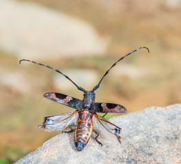 Long-horned Beetles(Cerambycidae), beautiful insect in deep forest,Thailand