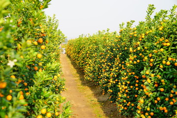 Fototapeta na wymiar Growing Tangerines at Hanoi