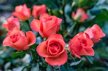 liebevoller Strauß roter Rosen 