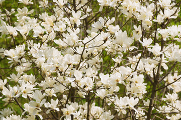 Blossoming of white magnolia flowers in spring time, floral background