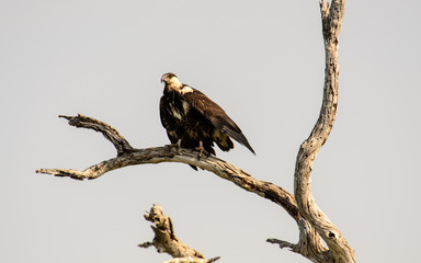 Osprey preparing fot take off