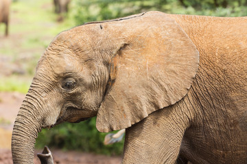 Baby Elephant in Nairobi National Park, Kenya