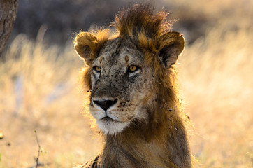 Not the mane man