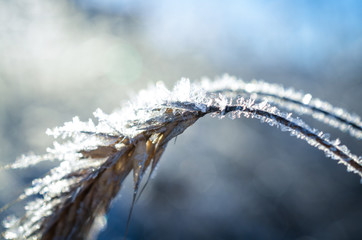 frozen wheat grown with ice crystals