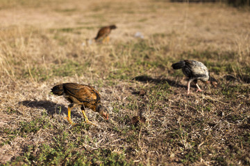 A flock of chickens roam freely in a lush green paddock  in Thailand

