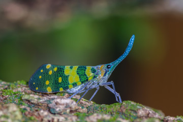 pyrops viridirostris(Planthopper), beautiful green cicada on tree at Chan Ta Then Waterfall,Thailand