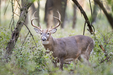 Buck in the Woods