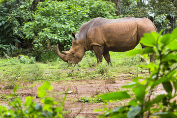 Rhino in Nairobi National Park, Kenya