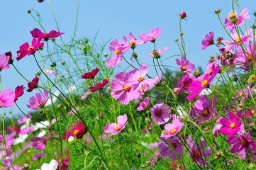 Pink Cosmos flowers