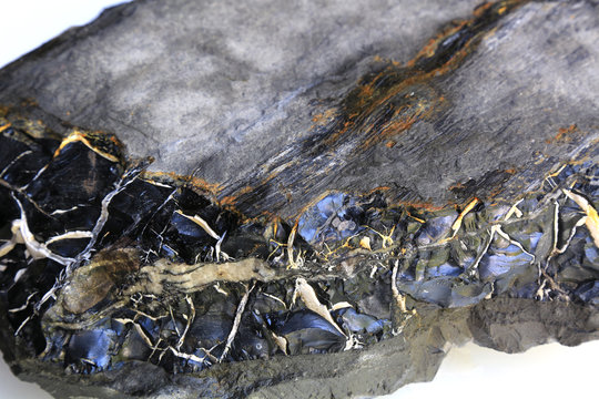 Gagat, Jett, Pechkohle von Holzmaden, Baden-W&uuml;rttemberg, Deutschland