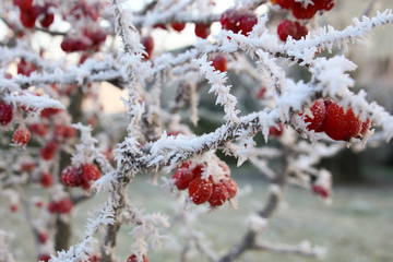 frosty fruits on winter