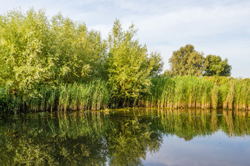Fototapeta premium Reflected trees, shrubs and reed plants