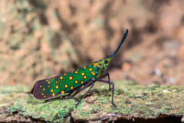 Saiva gemmata(Westwood, 1848), The colorful cicada on tree, Khao yai national park, Thailand