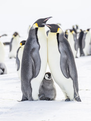 Emperor penguins on the frozen Weddell Sea