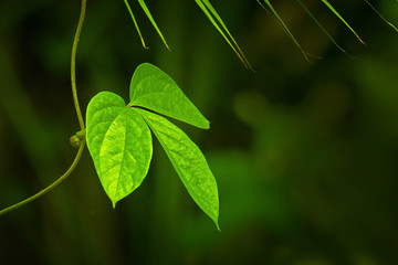 Texture of green leaves