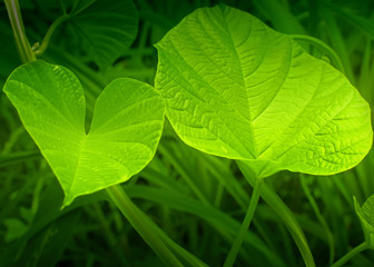 Texture of green leaves