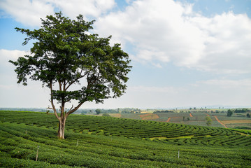 Fototapeta na wymiar Big tree on tea plantation