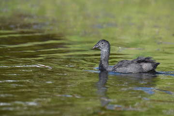 Juvenile red-knobbed coot