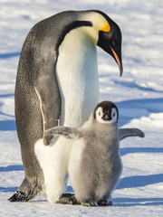 Emperor penguins on the frozen Weddell Sea