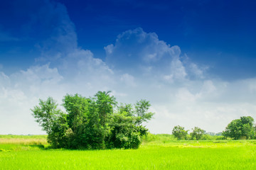 Beautiful rural landscape of Paddy field
