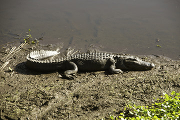Alligator in Florida at Paynes Prairie State Park in Florida.