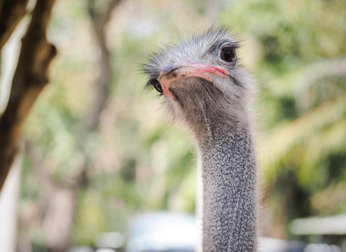 Inquisitive ostrich bird in the park, Selective focus and close up image