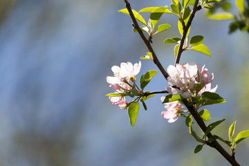 flowers on apple trees against the blue sky outdoors