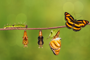 Cycle de vie du papillon segeant de couleur sur une brindille