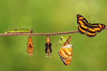 Cercles muraux Papillon Cycle de vie du papillon segeant de couleur sur une brindille